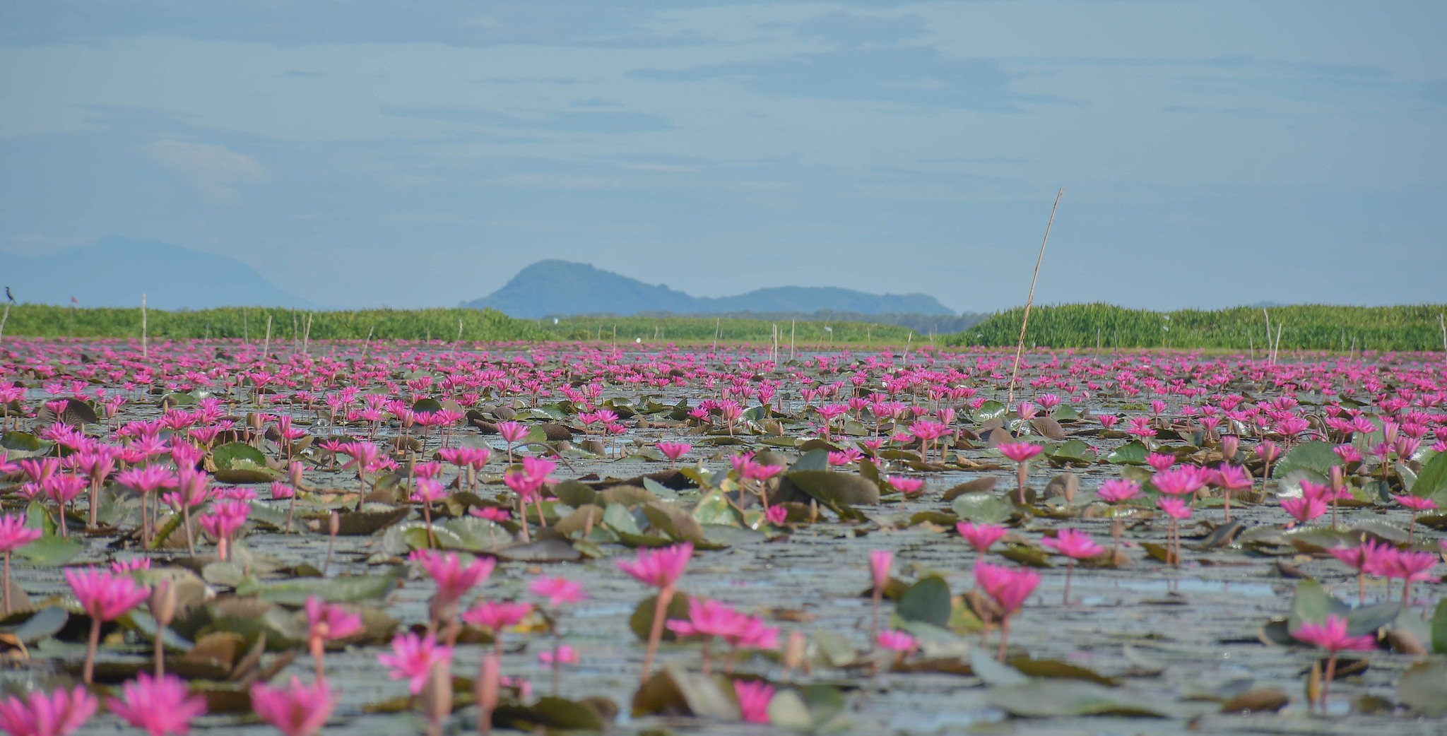 สำนักงานพาณิชย์จังหวัดพัทลุง (บัวทะเลยน้อย)